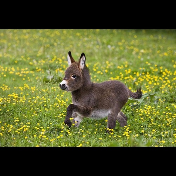 Meet your Posher, Elizabeth - Picture 1 of 1